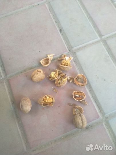 Грецкий орех