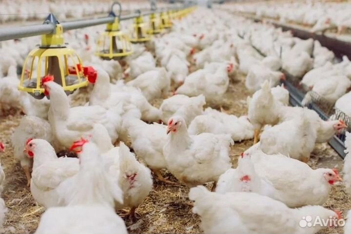 Бройлерные куры живым весом 3кг. Доставка