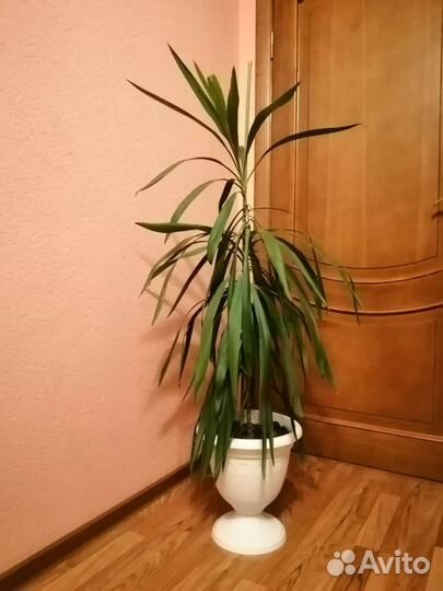 Пальма Драцена