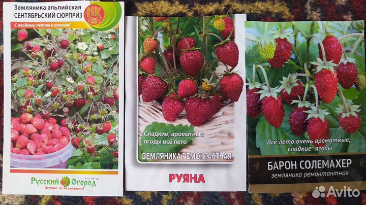 Рассада земляники