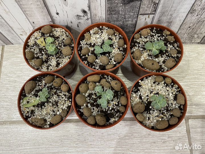 Суккуленты