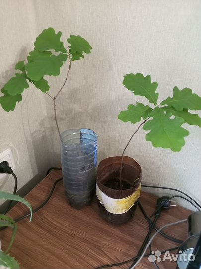 Саженцы дуб