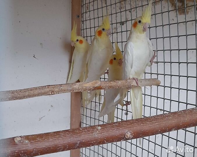 Попугаи от заводчика