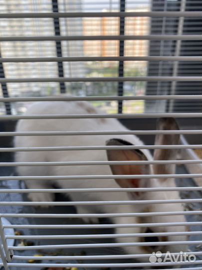 Декоративный кролик