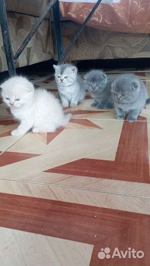 Очень милые красивые котята
