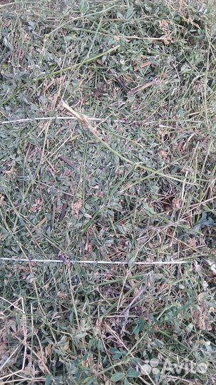 Люцерна в тюках