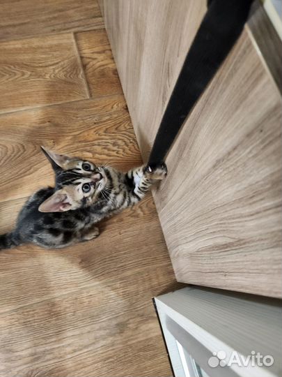 Котята бенгалы