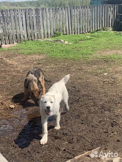 Продам щенка немецкой овчарки