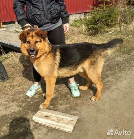 Собака в добрые руки