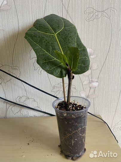 Фикус лирата