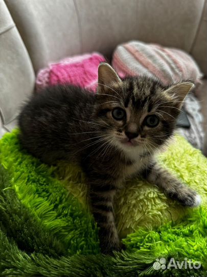 Отдам в добрые руки двух котят