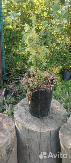 Можжевельник молодой 3шт