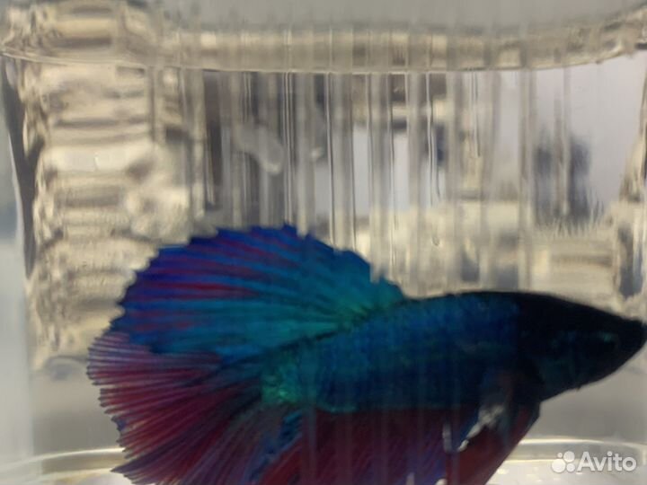 Аквариумные рыбки « Петушок»