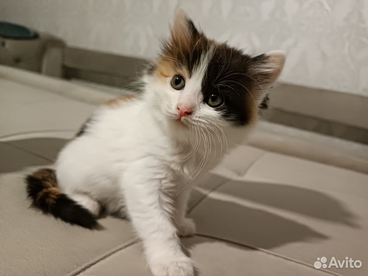 Котята девочки