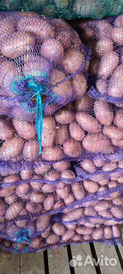 Продам картофель оптом