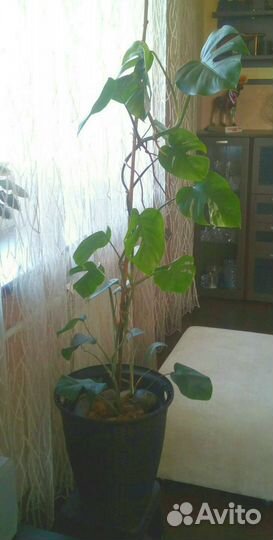 Монстера в горшке