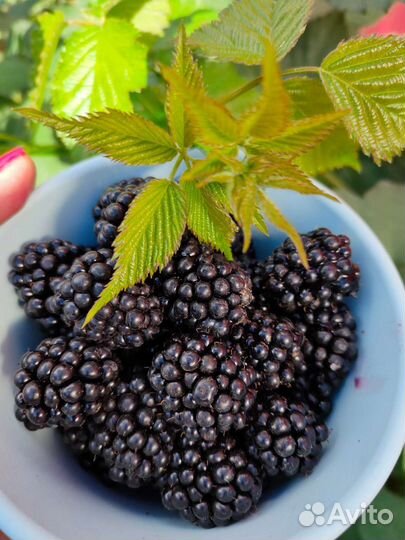 Ежевика Торнфри, Блюсатин, Лохтей, Натчез