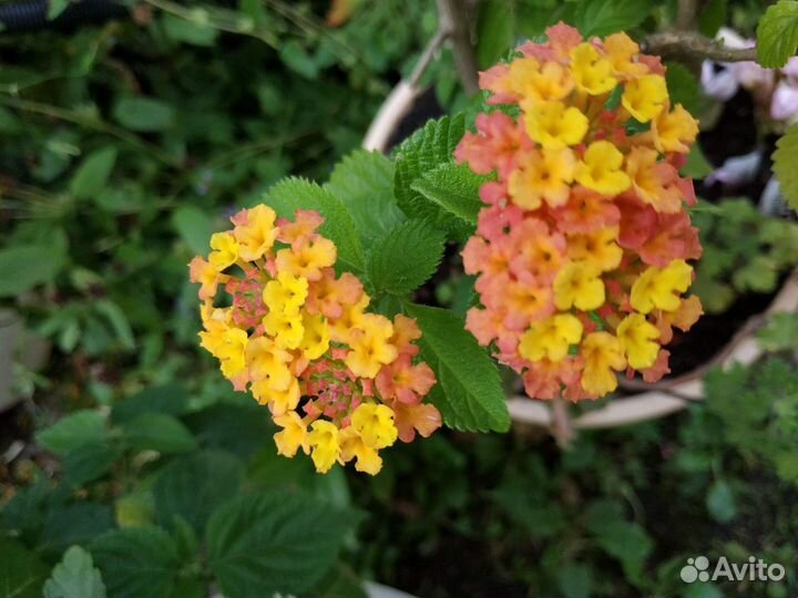 Лантана сортовая несколько сортов