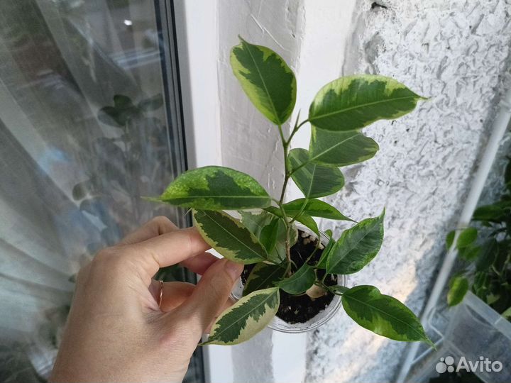 Фикус Бенджамина