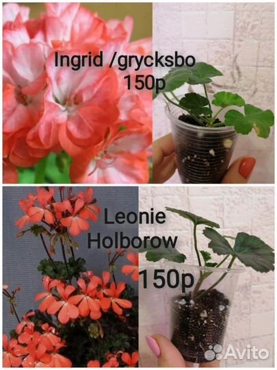 Пеларгонии