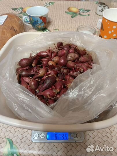 Лук севок