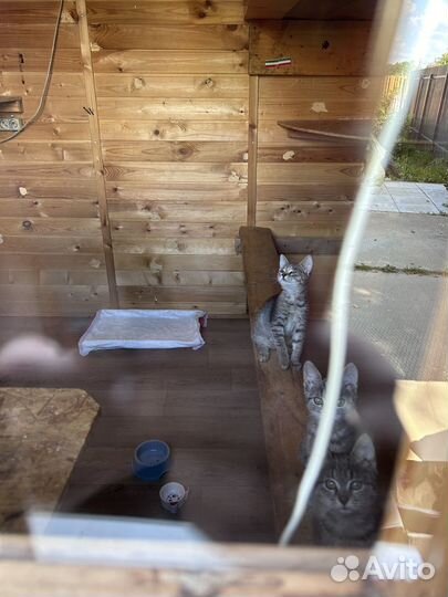 Кошка в добрые руки