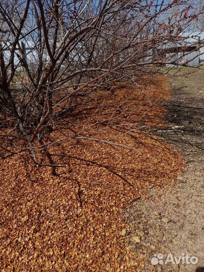 Скорлупа кедрового ореха