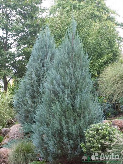 Продаю можжевельник