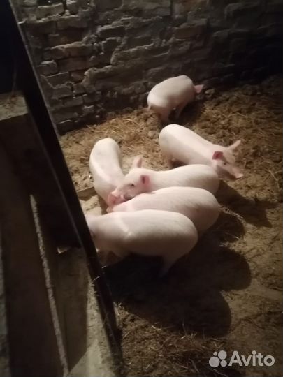 Поросята