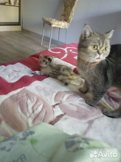 Котёнок