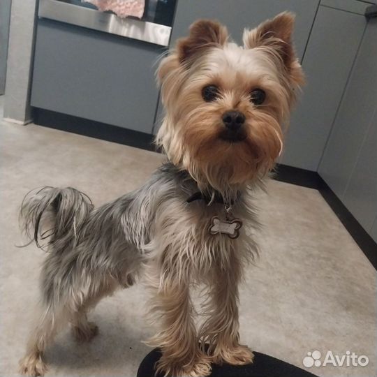 Вязка. йоркширский терьер вязка