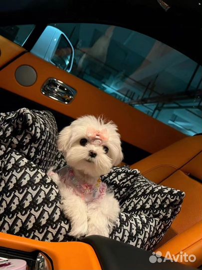 Сумка переноска для собак Dior