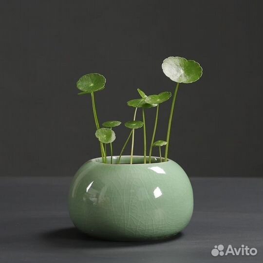 Гидрокотила