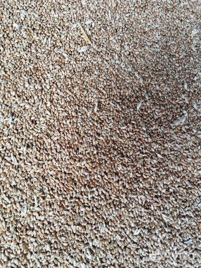 Пшеница 4 класс