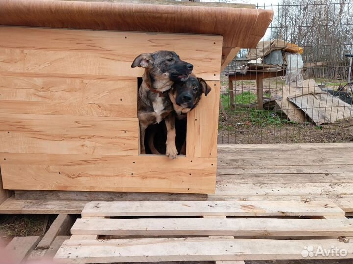 Щенки в добрые руки