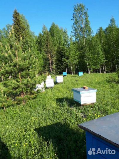 Пчелы и улья