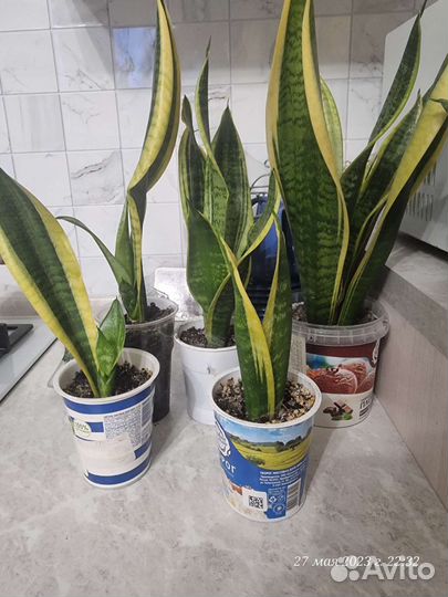 Сансевиерия, Пеперомия Рейндроп, Сингониум