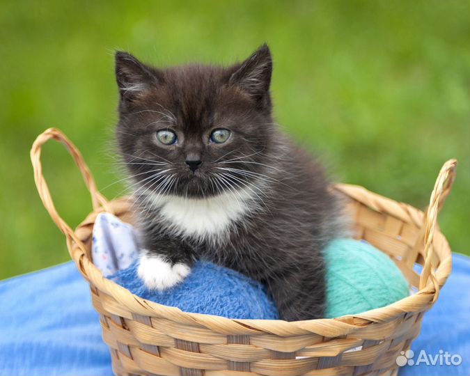 Шотландские котята