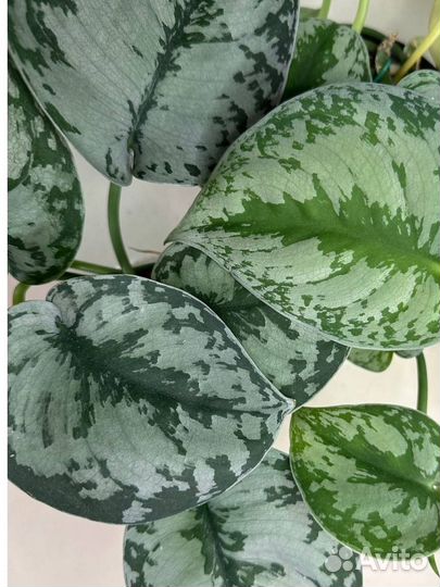 Сциндапсусы на срез