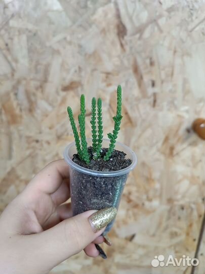 Суккуленты