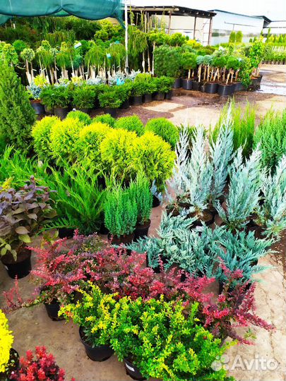 Растения в Сальске