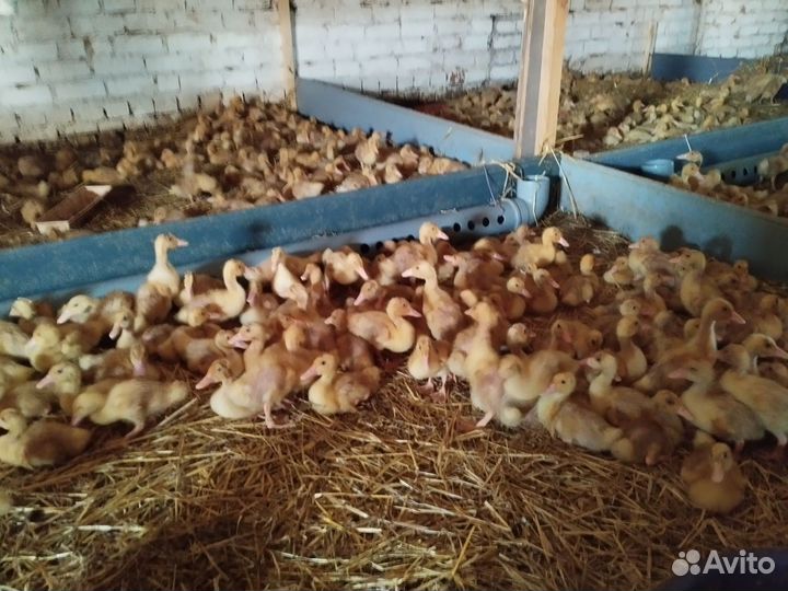 Привезём утку Стар 53