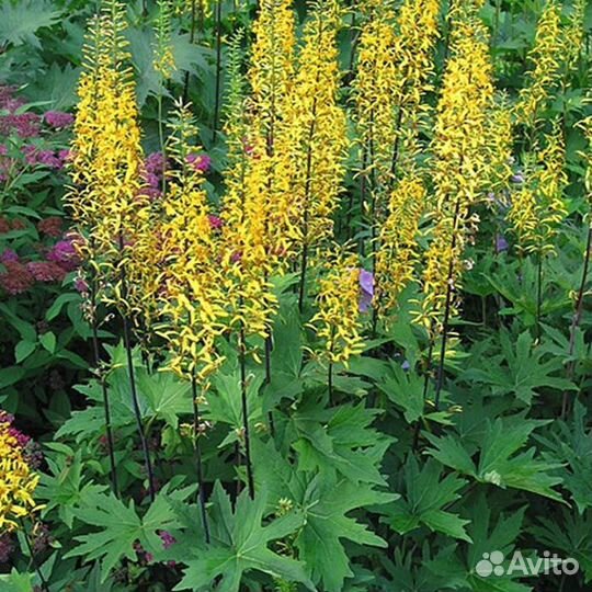 Многолетние цветы для дачи