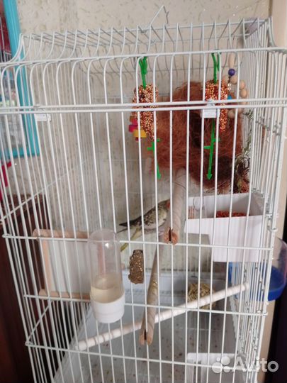 Молодой корелла мальчик