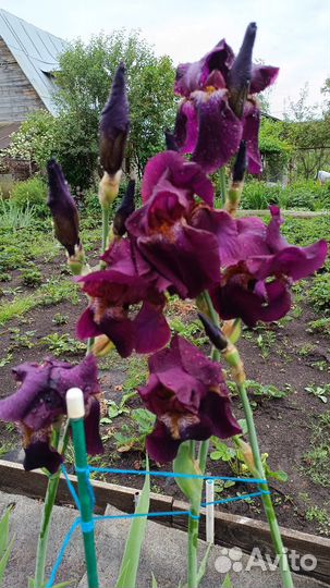 Ирисы бородатые сортовые