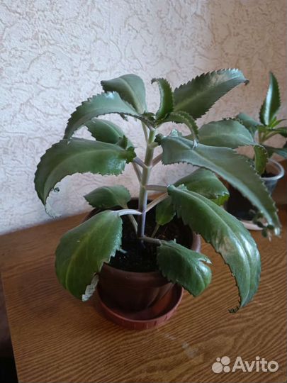 Каланхоэ, красула, спатифиллум