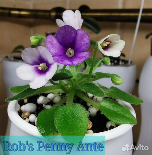 Фиалки мини