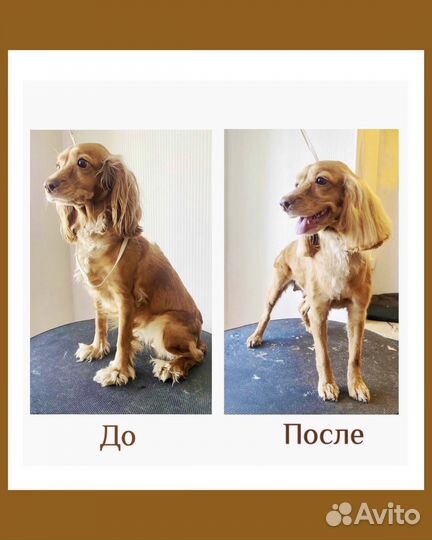 Груминг собак и кошек