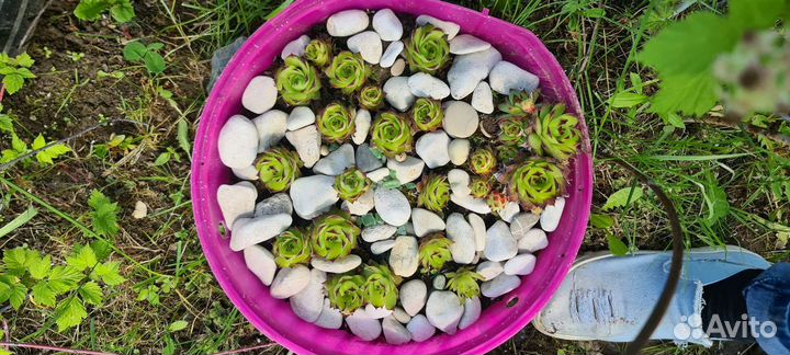 Сукулент молодило 