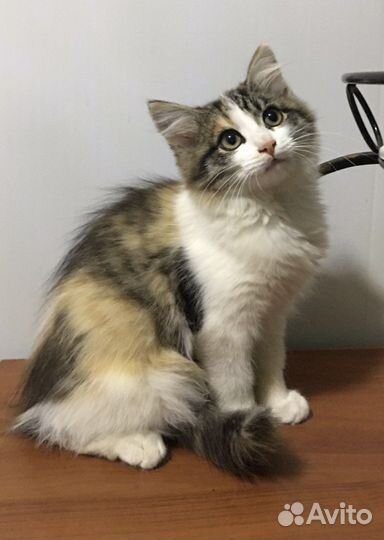 Молодая кошечка